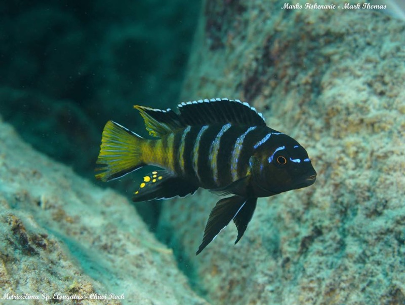 Maylandia sp. 'elongatus goldbar' Chiwi Rocks